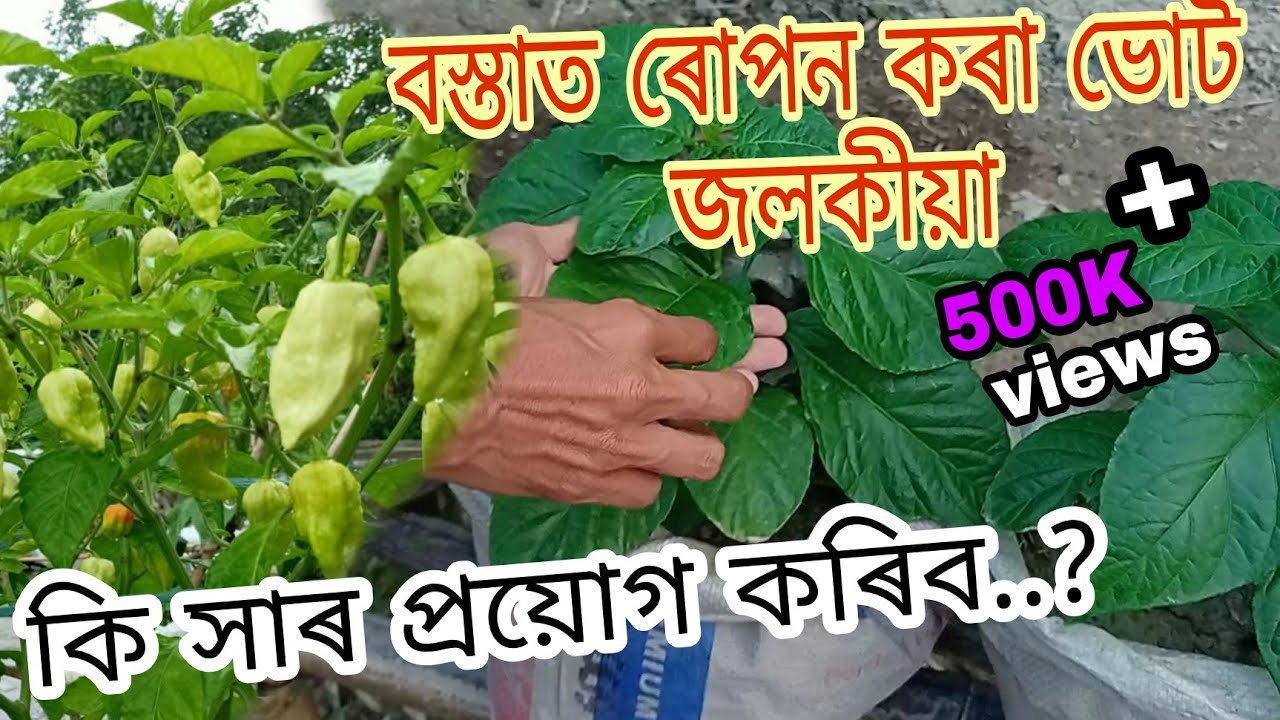 কম ঠাইত ভোট জলকীয়া খেতি।চিমেণ্ট বেগত ভোট জলকীয়া কেনেকৈ লগাব।কি কি দিব লাগে.,??