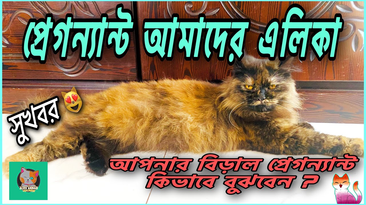 প্রেগন্যান্ট আমাদের এলিকা / আপনার বিড়াল প্রেগন্যান্ট কিভাবে বুঝবেন / Cat Pregnant Symptoms