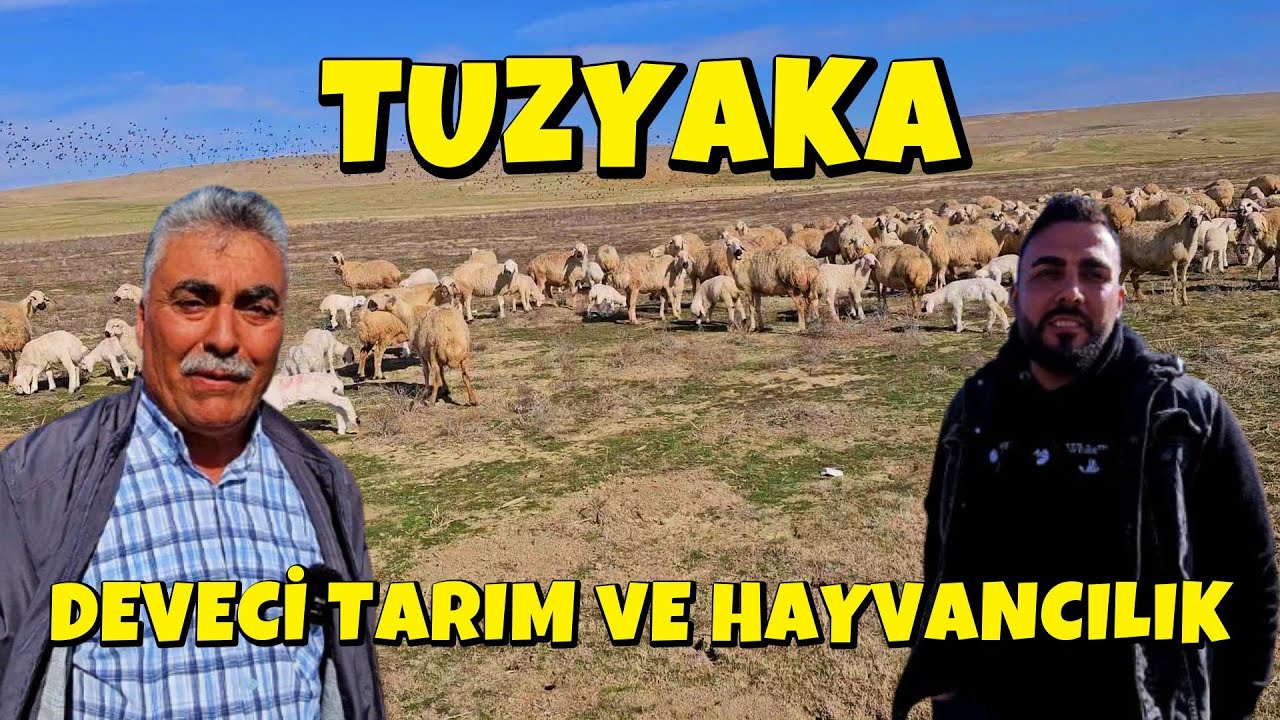 DEVECİ TARIM VE HAYVANCILIK BLM1