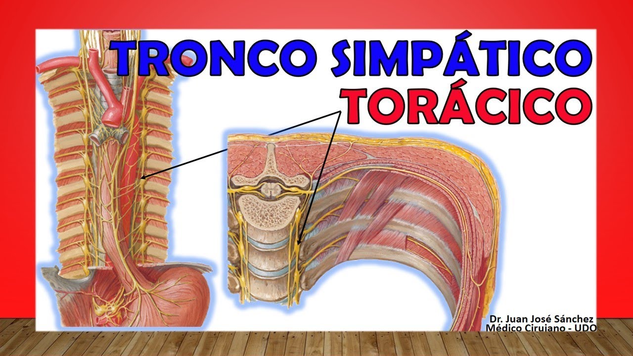🥇 TRONCO SIMP&Aacute;TICO TOR&Aacute;CICO. Anatom&iacute;a, Funci&oacute;n, Estructura