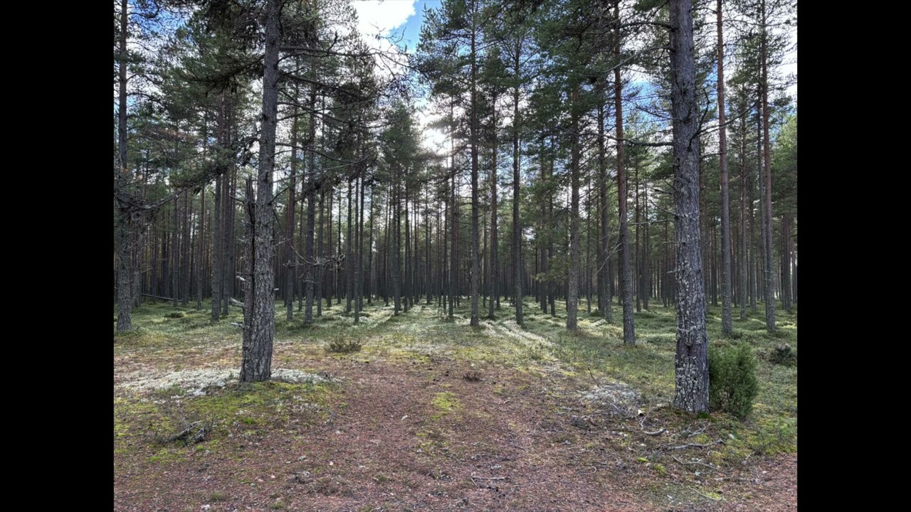 Vladislav Delay - Forest Dub