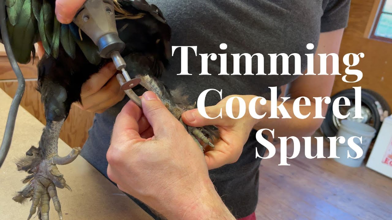 Rooster Spur Trimming | Dremel Method