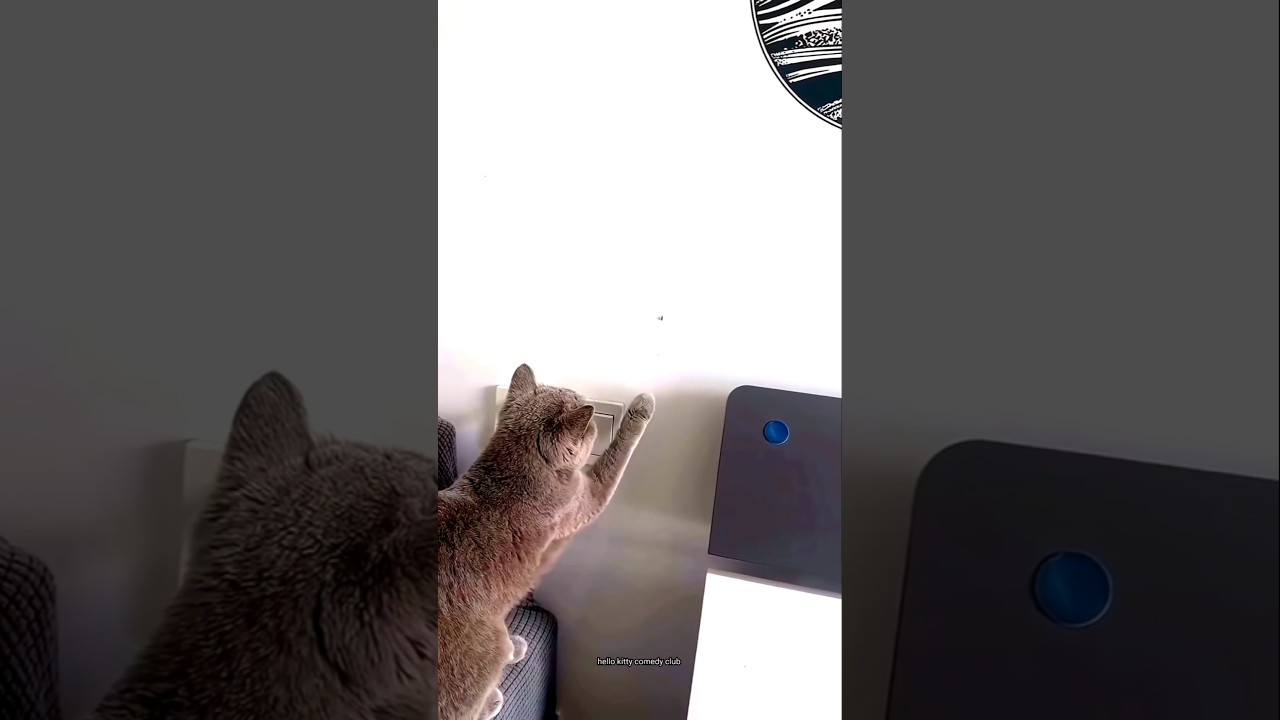 bohot matcher hay cat 🤣 #funny #trending #funny #cat