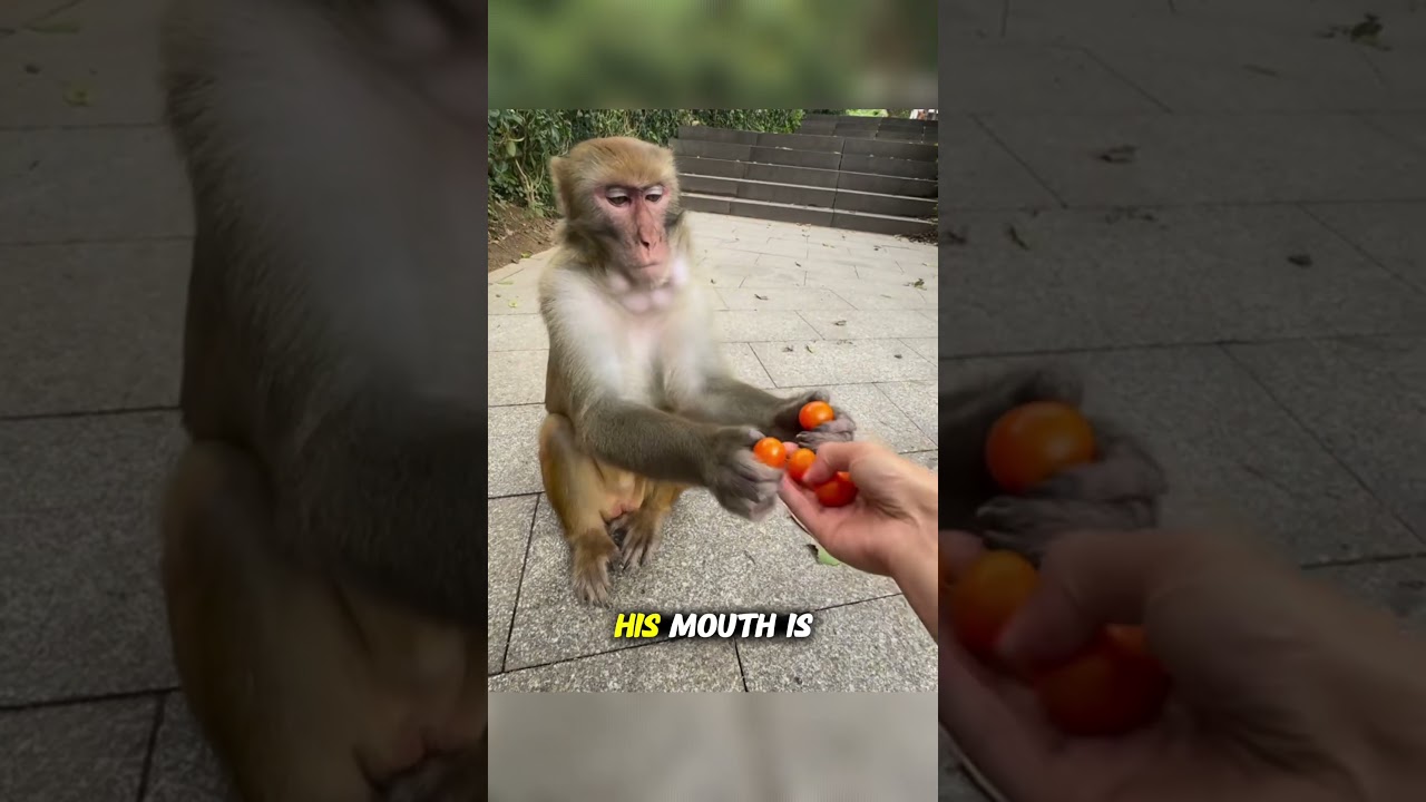 Greedy Monkey Can&rsquo;t Stop Eating Until His Cheeks Explode! #shorts #animals #monkey