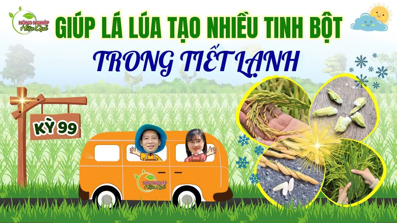 GIÚP LÁ LÚA TẠO NHIỀU TINH BỘT “TRONG TIẾT LẠNH”| CHUYẾN XE CANH TÁC KỲ 99 #agriculture