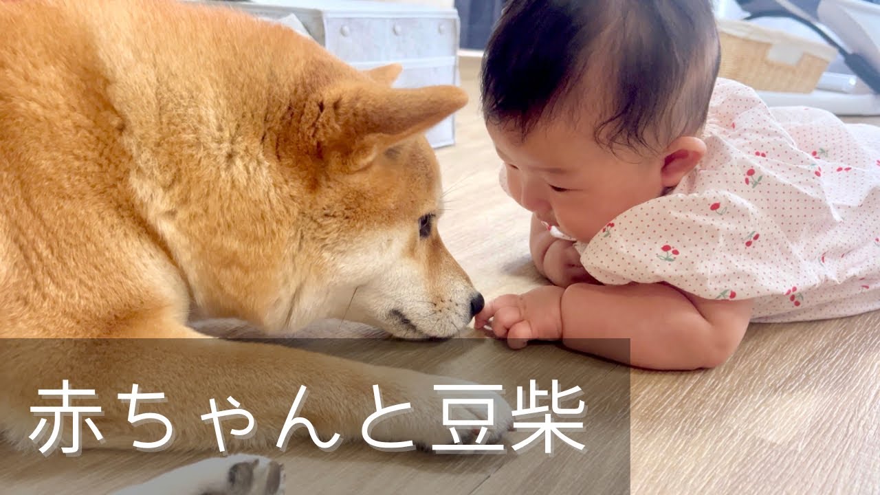 ついに柴犬達の存在に気付き始めた生後3ヶ月の赤ちゃん