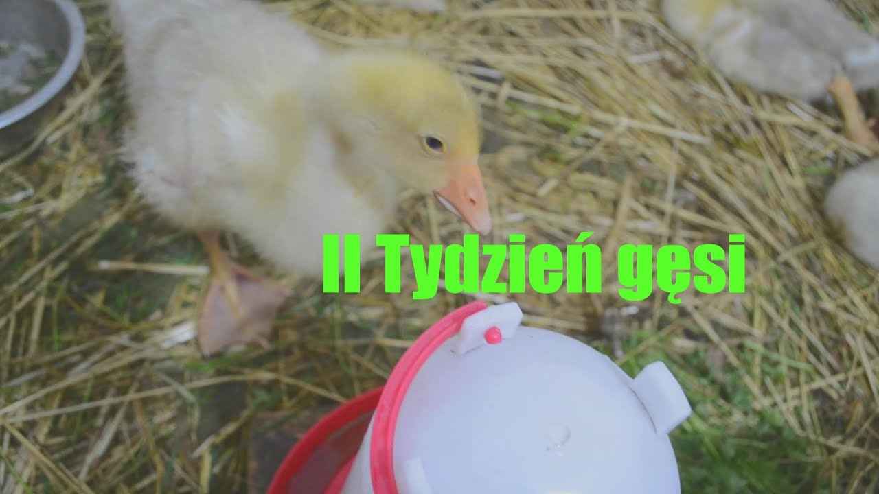 2. II tydzień gęsi *Jak inkubować jaja gęsie?*