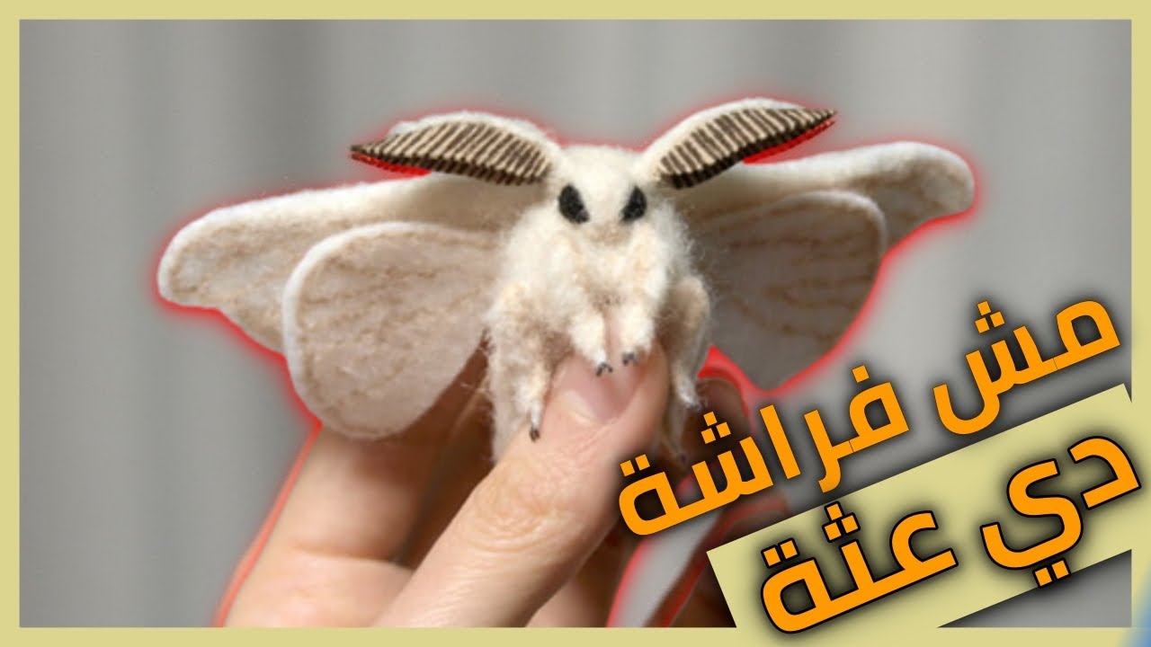 أغرب 10 انواع العث غريبة ومبهره😲 | حشرة العثة ! كوكب اخضر