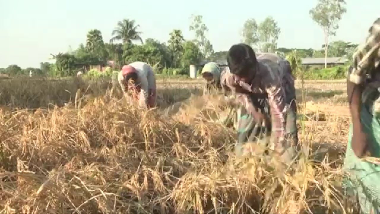 Agricultural Productivity