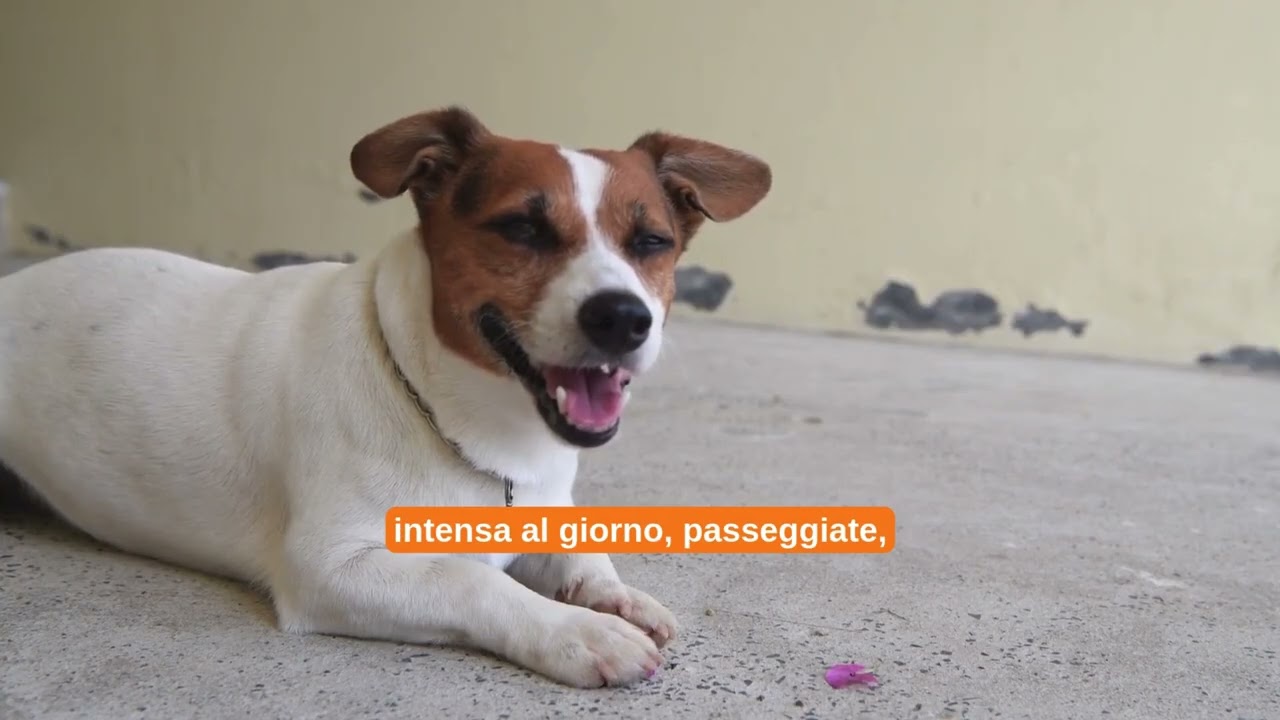 JACK RUSSELL: documentario – Carattere, curiosità e addestramento del Jack Russell Terrier