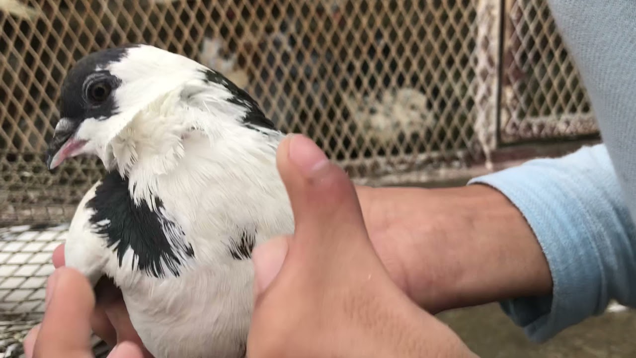 Kabre khal pigeon