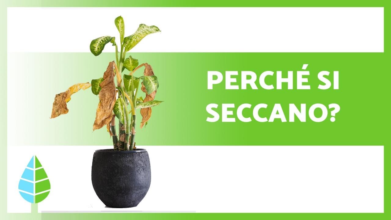 Perch&eacute; le mie PIANTE si SECCANO? 🍂 (5 motivi)