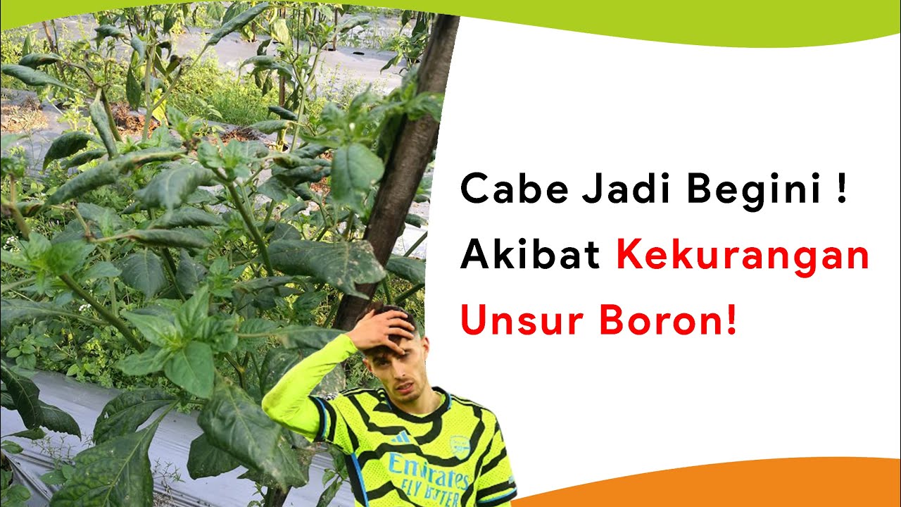 Tanda Tanaman Kekurangan Pupuk Boron! Lengkap Penyebabnya