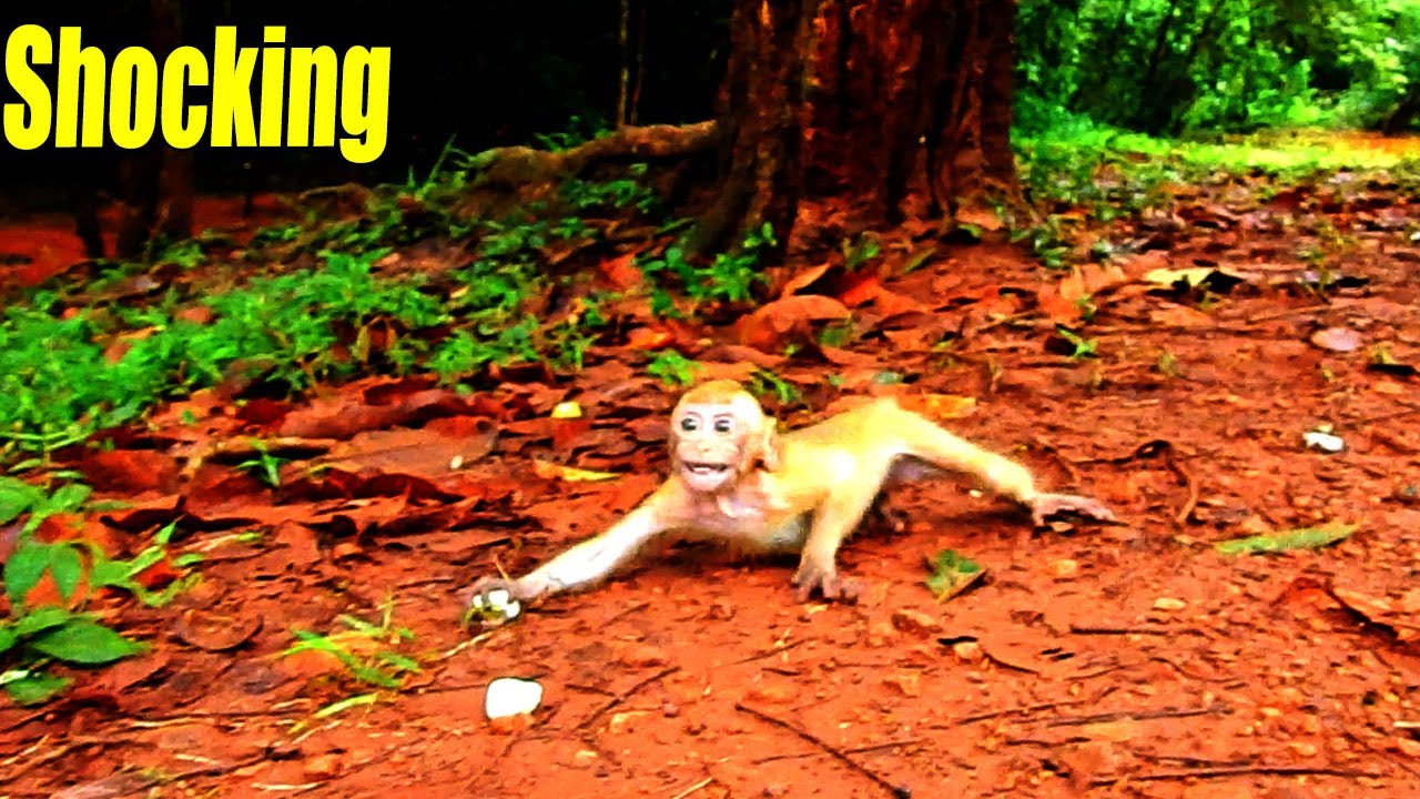S-hocking! Baby Elpida Was Almost Attacked By Moya Coz She Tried To Take Fruits That We Shared.