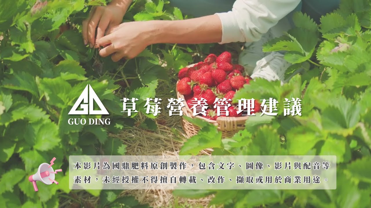 《草莓如何施肥最有效？營養管理實用技巧教學》