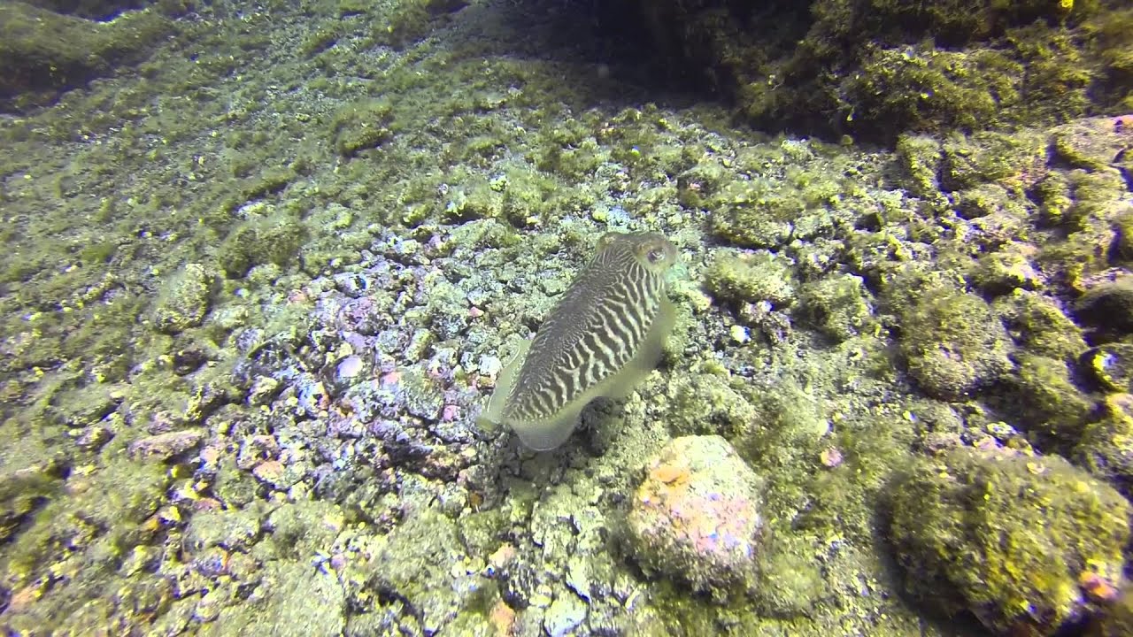 Dive at Puerto del Carmen Lanzarote April 30, 2015