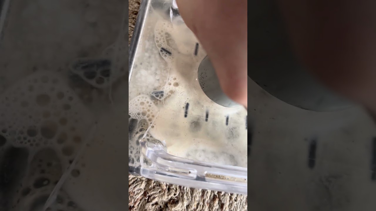 How We Permanently Remove Pet Urine from Carpet