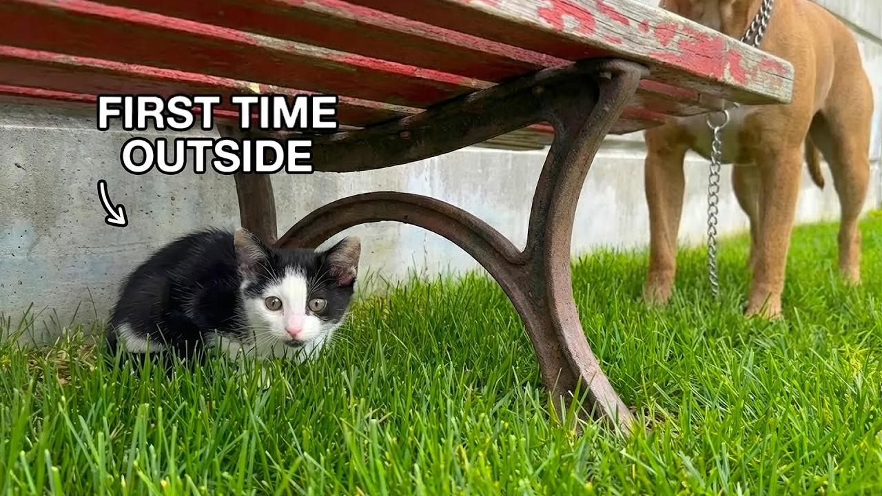 Kitten Goes Outside For The First Time