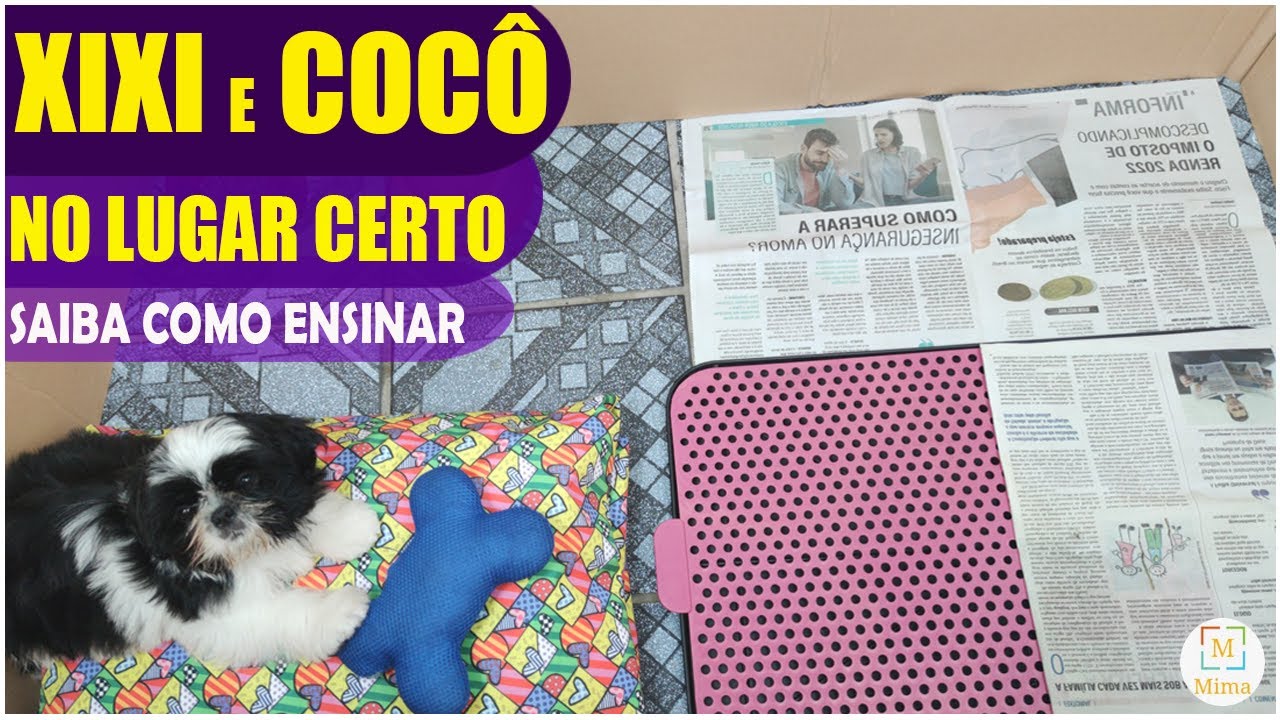 XIXI E COCÔ NO LUGAR CERTO (como ensinar o filhote de uma maneira fácil)