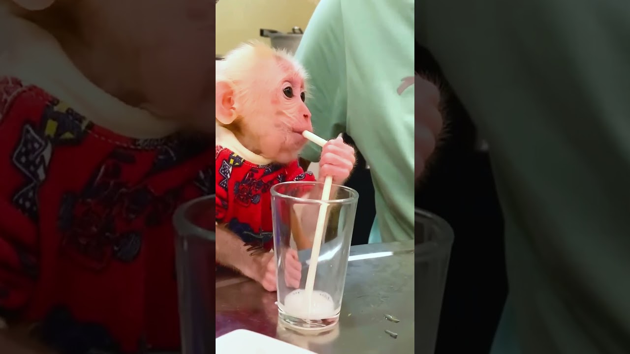 Bibi monkey verry smart   #bibi #lala