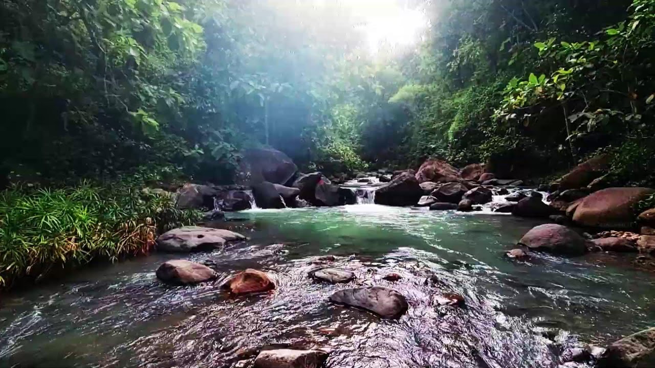 Gentle River Stream with Bird Sounds ASMR: Natural White Noise for Rest Mindfulness & Studying