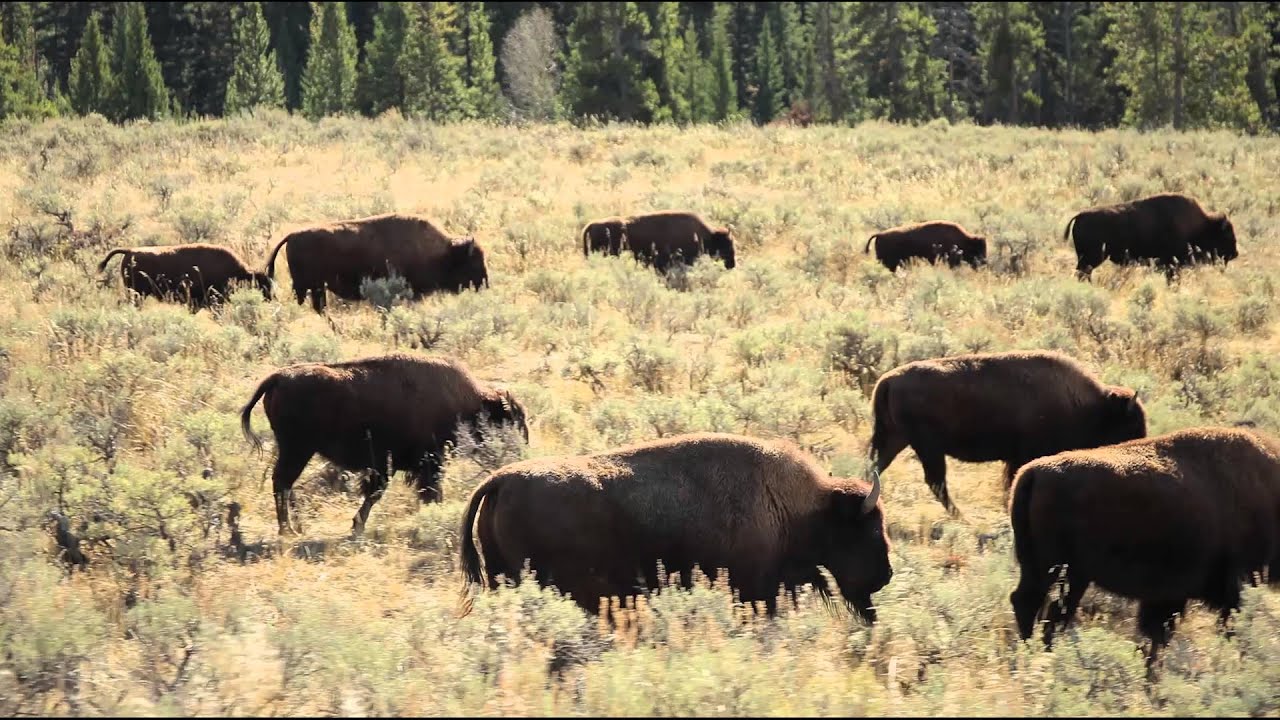 America's National Parks: A Journey Through 51 Million Acres of Nature Using Stock Footage