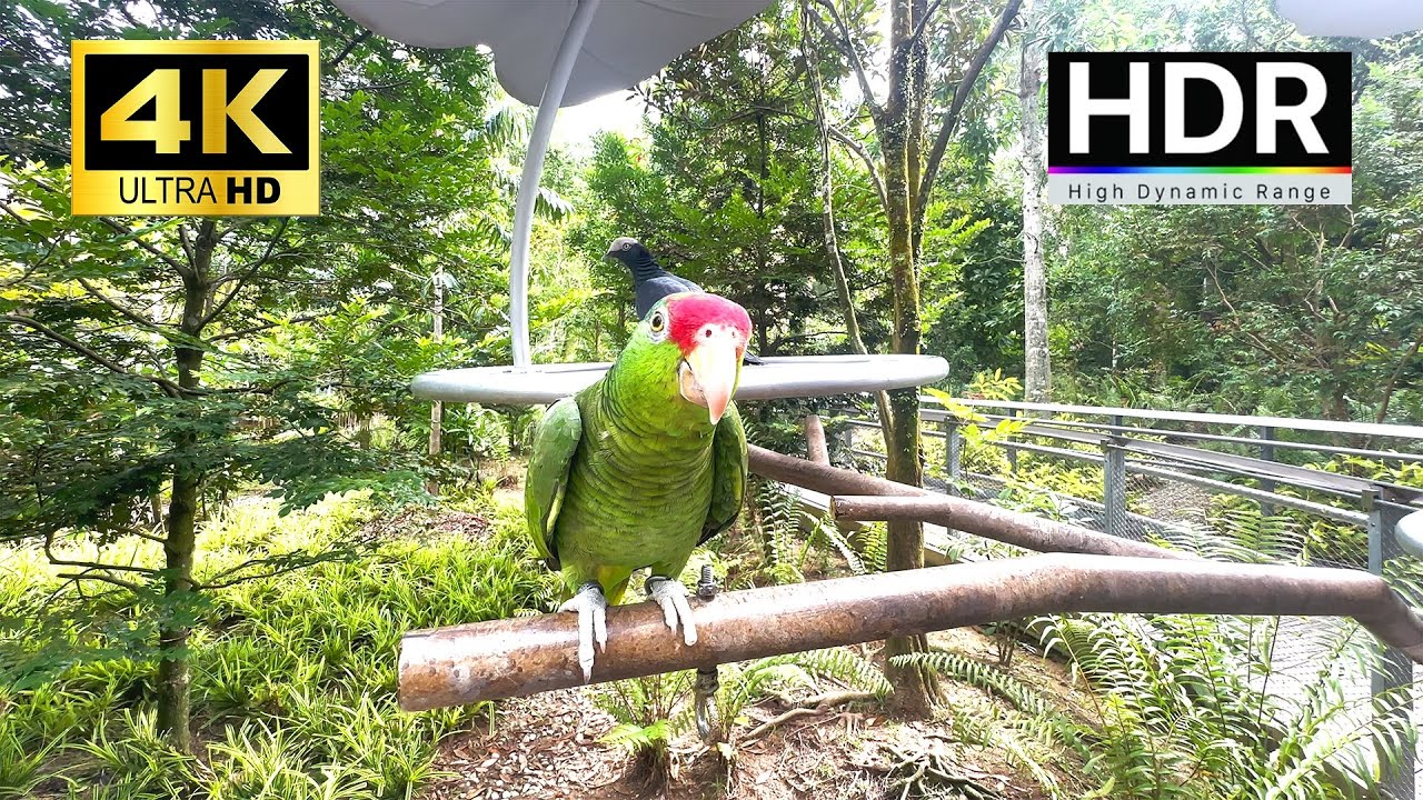 Singapore Mandai Bird Paradise (Asia's Largest Bird Park) - 4K HDR