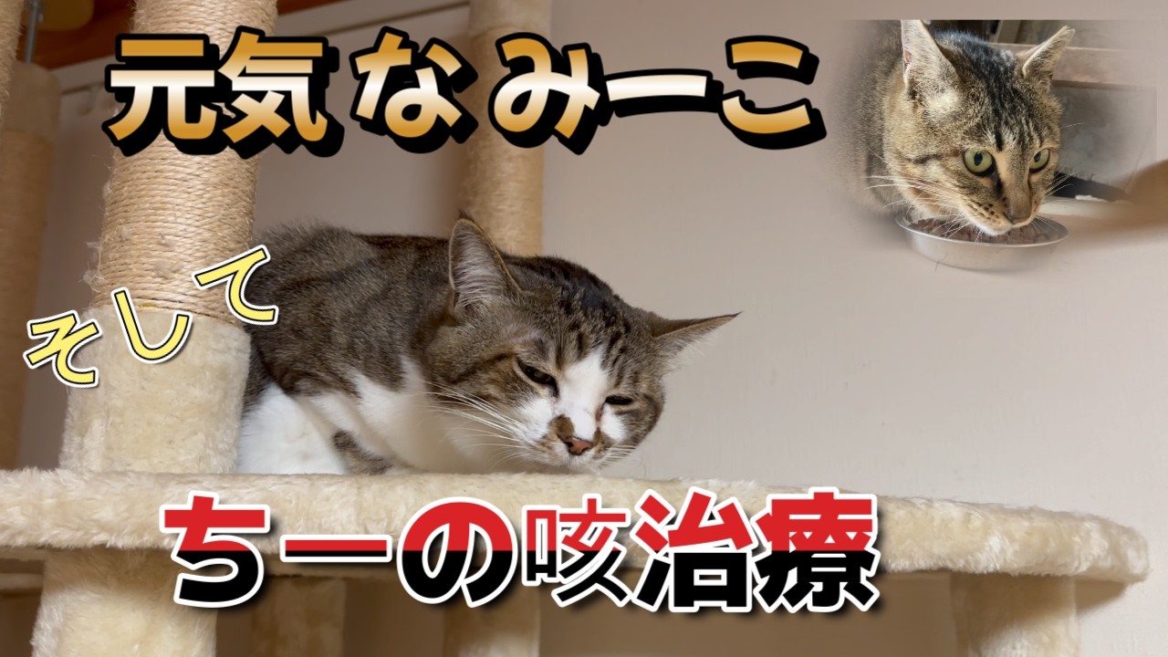 ちーの咳そしてみーこの様子