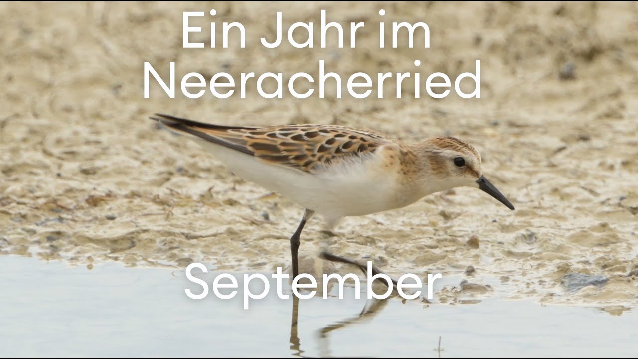 September im Neeracherried: Zugvögel rasten im Ried
