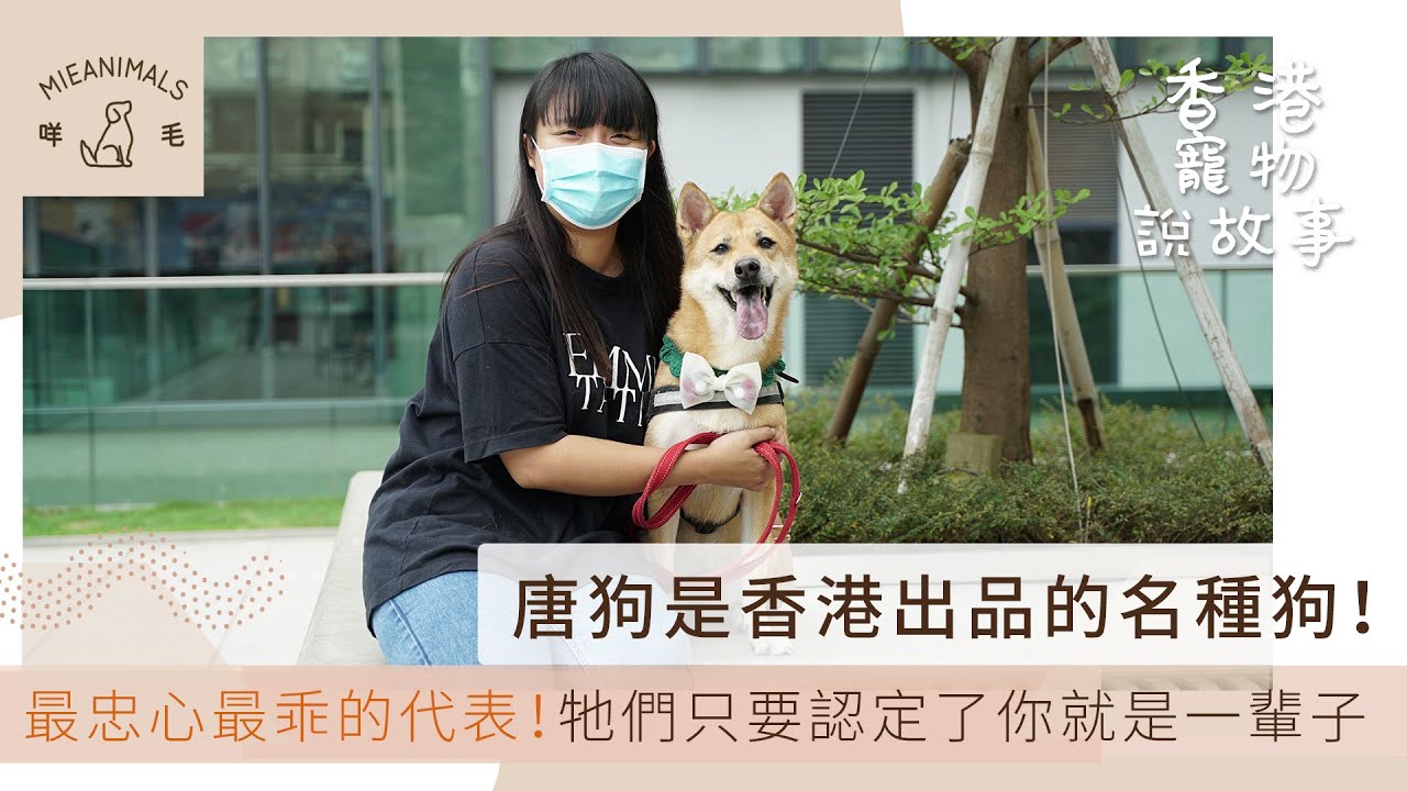 唐狗是香港出品的名種狗！ 最忠心最乖的代表！牠們只要認定了你就是一輩子