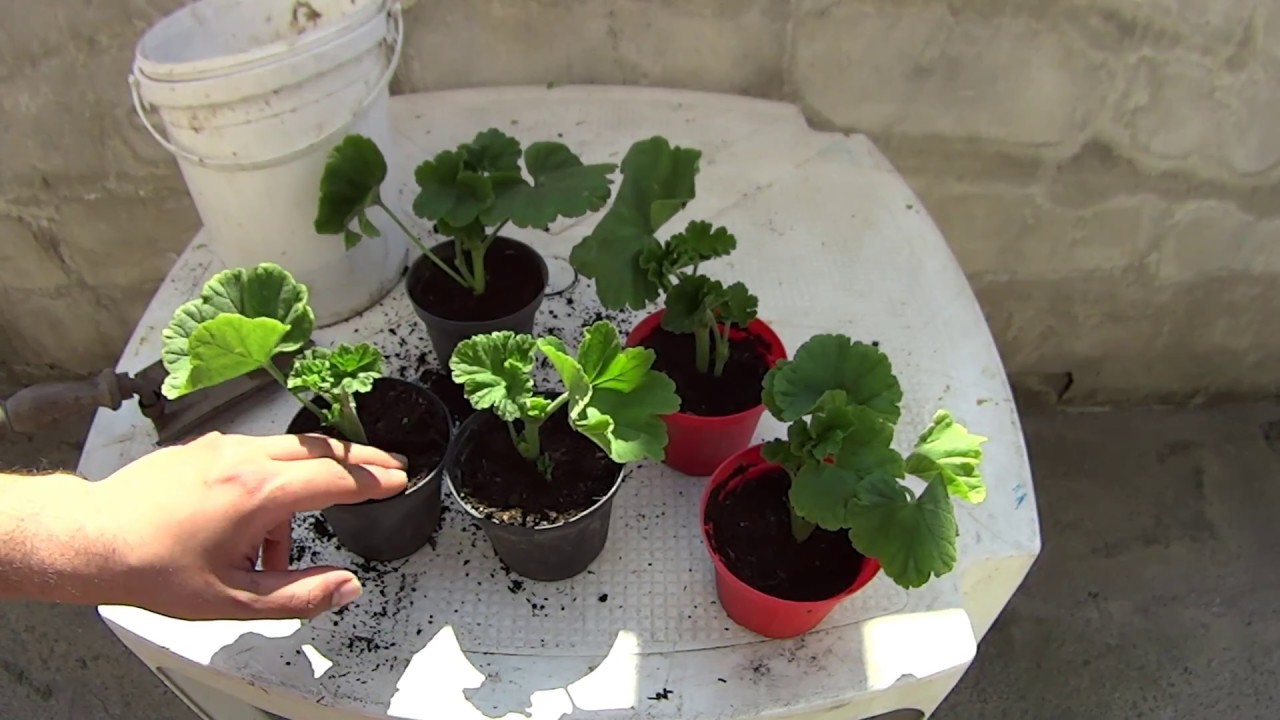 Come fare una talea di Geranio