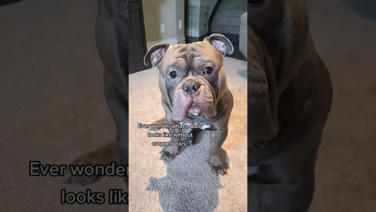 A Bully WITHOUT cropped ears?? 🐰🐰🐰 #dog #dogs #americanbully