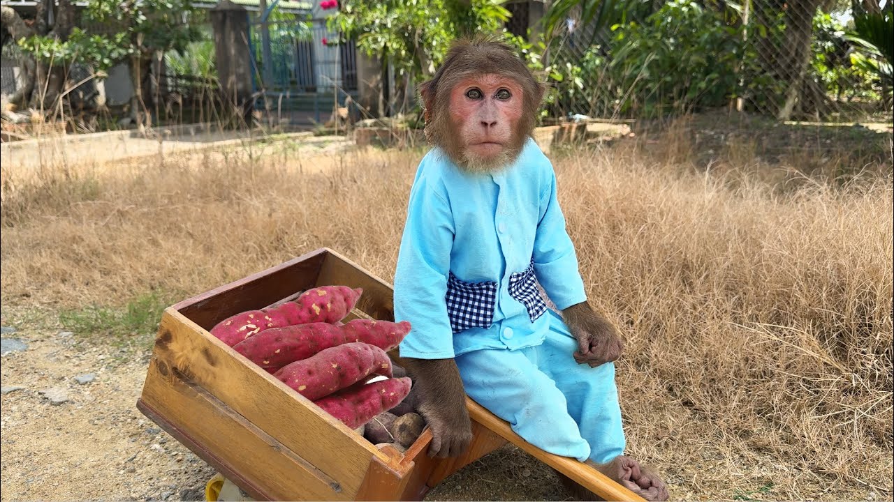 CUTIS monkey works hard running around the village selling sweet potatoes