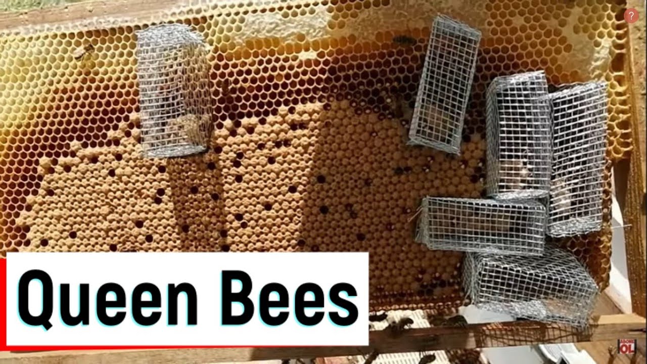 Ana arı yüzüklerini korumaya aldım.  ana arı üretme. Queen Bees Hatching.