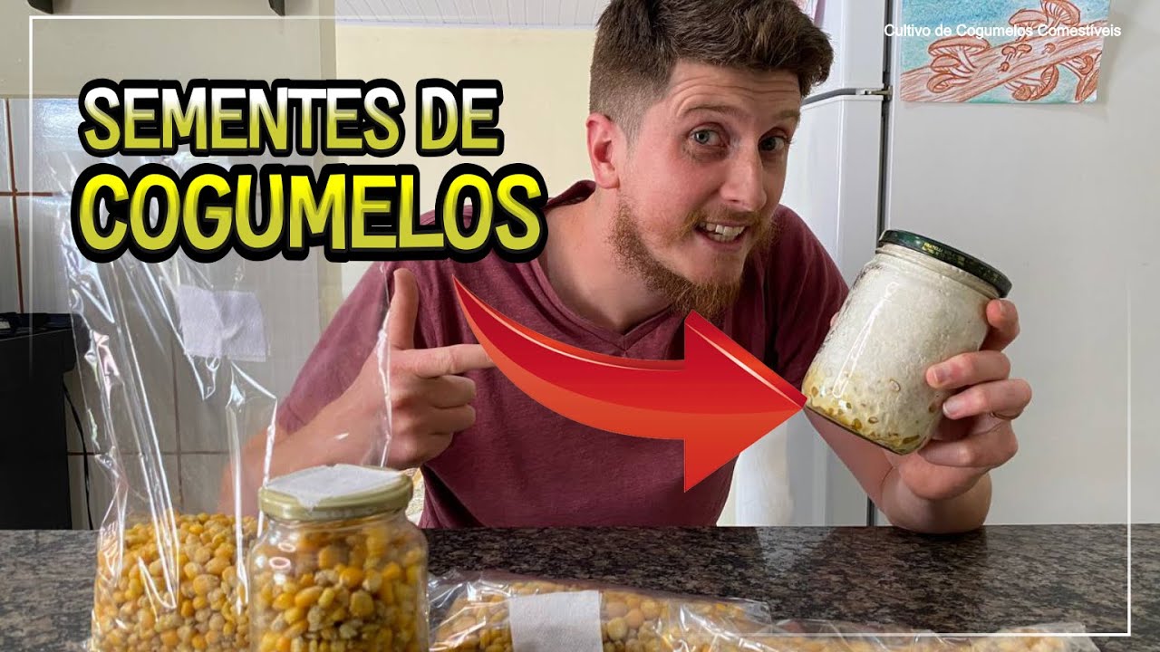 🍄 MICÉLIO DE COGUMELOS/SEMENTES DE COGUMELOS (Spawn)