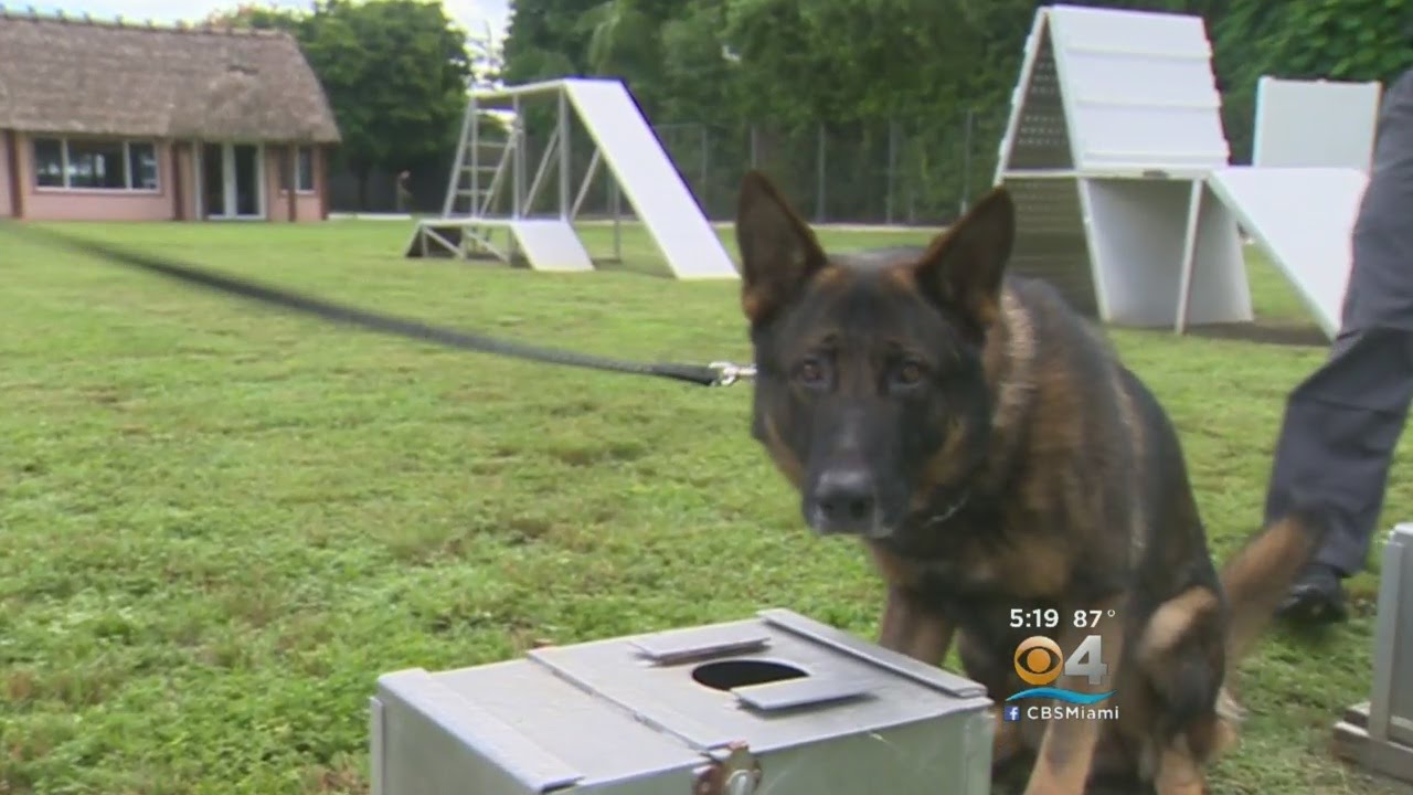 Watch: CBS4’s Look Inside Local Cutting Edge K9 Training Facility