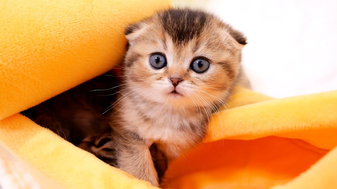 Kittens seem to be hiding something in their favorite bed.