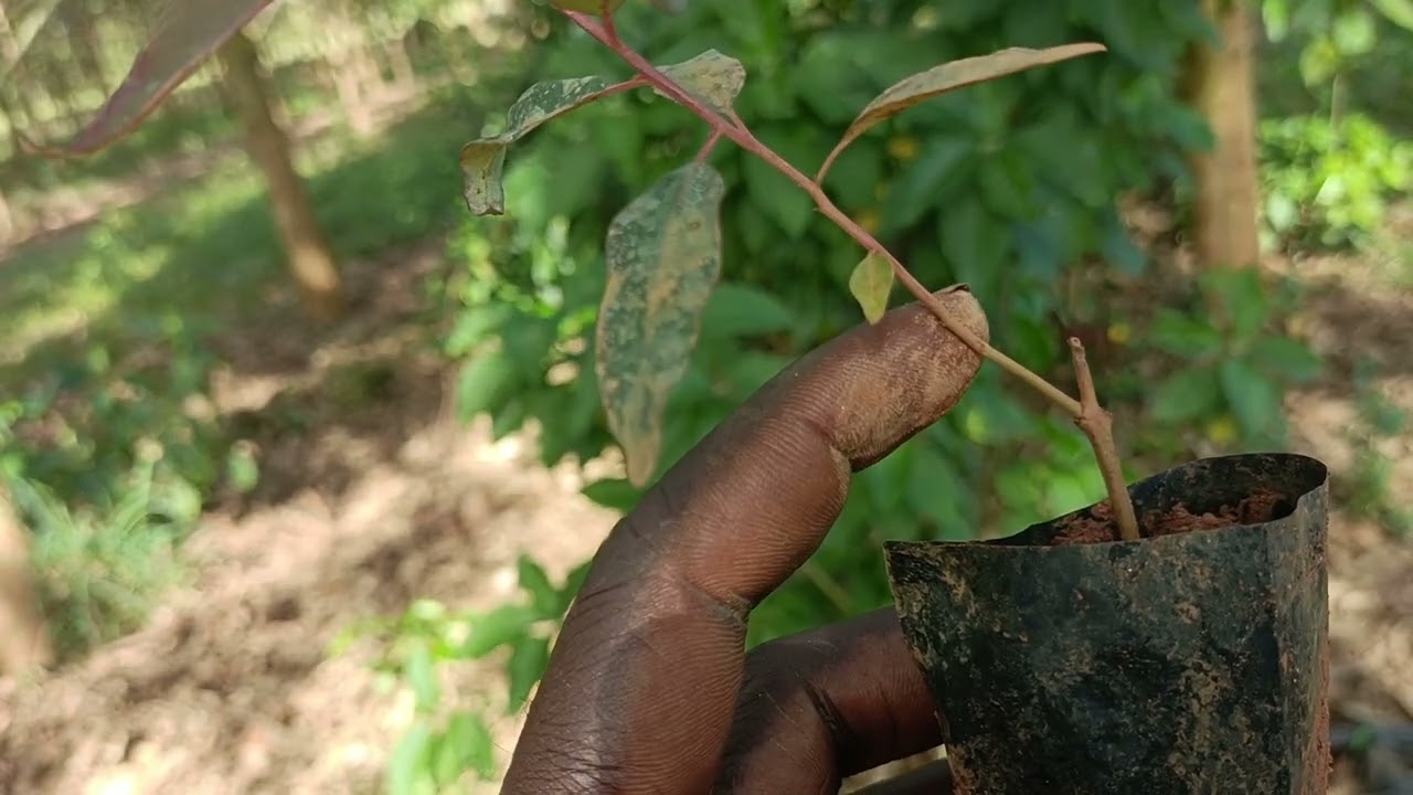 how to differentiate btn gu7 tree planlets from those seedlings eucalptus