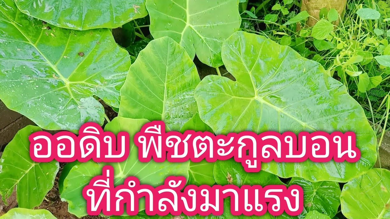 ปลูกออดิบ พืชตะกูลบอนที่กำลังจะมาแรง