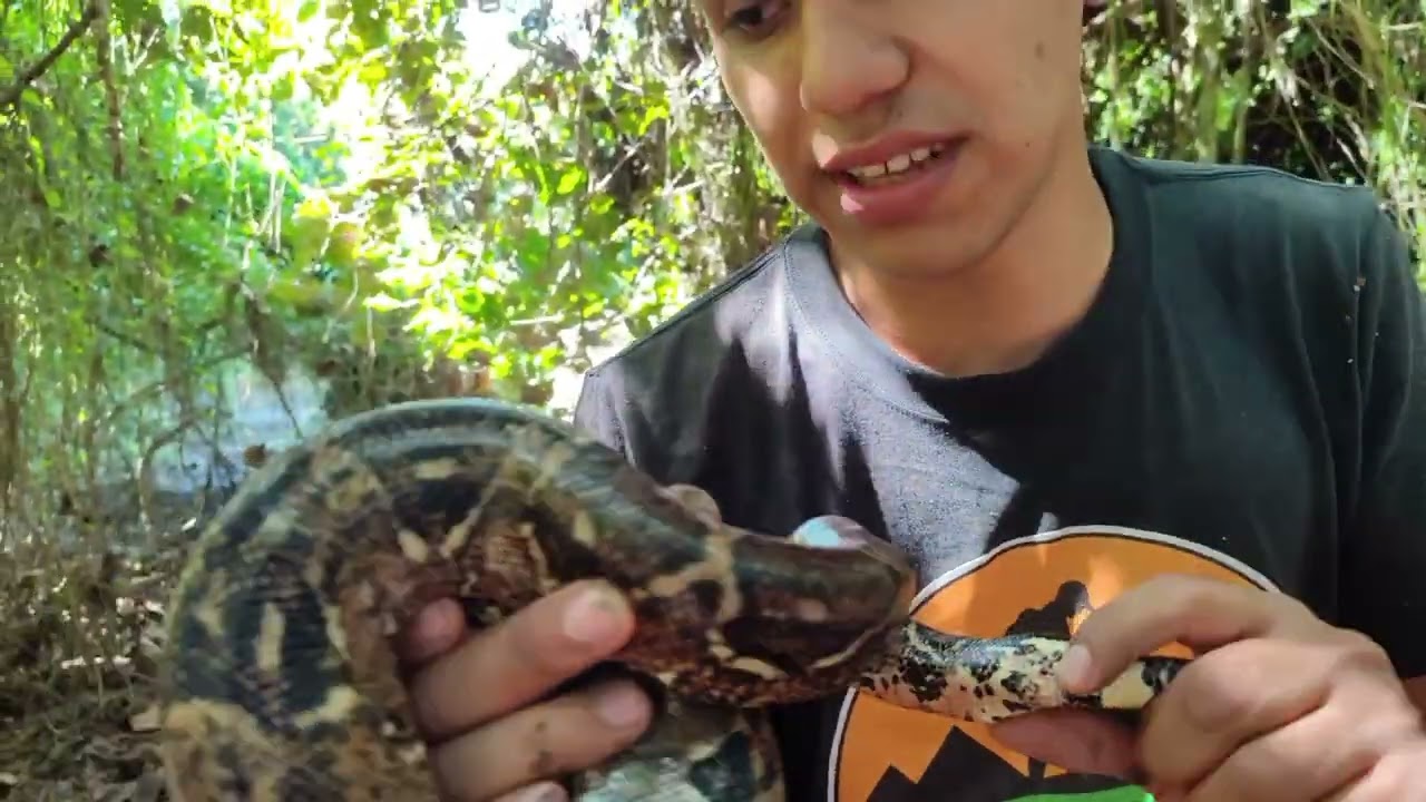 Descubre los secretos de la Boa imperator 🐍