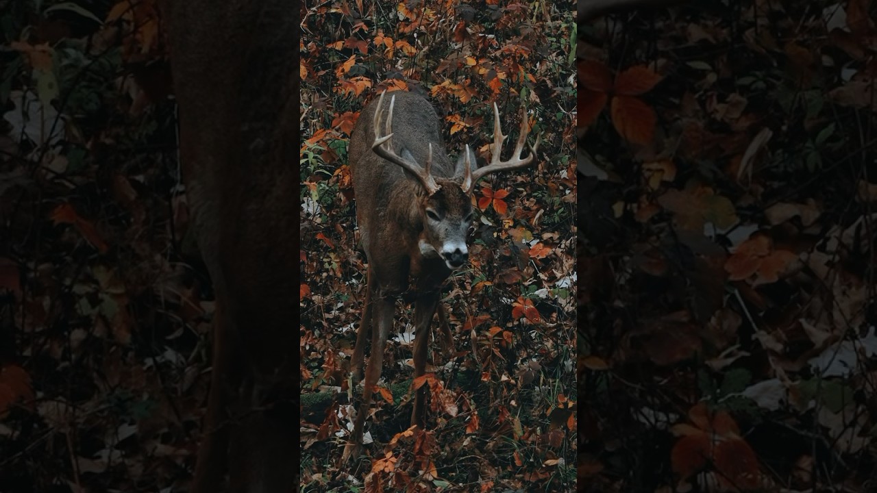 The Perfect Snort Wheeze Buck, Deer Vocalizations Audio #hunting #hunting #deer