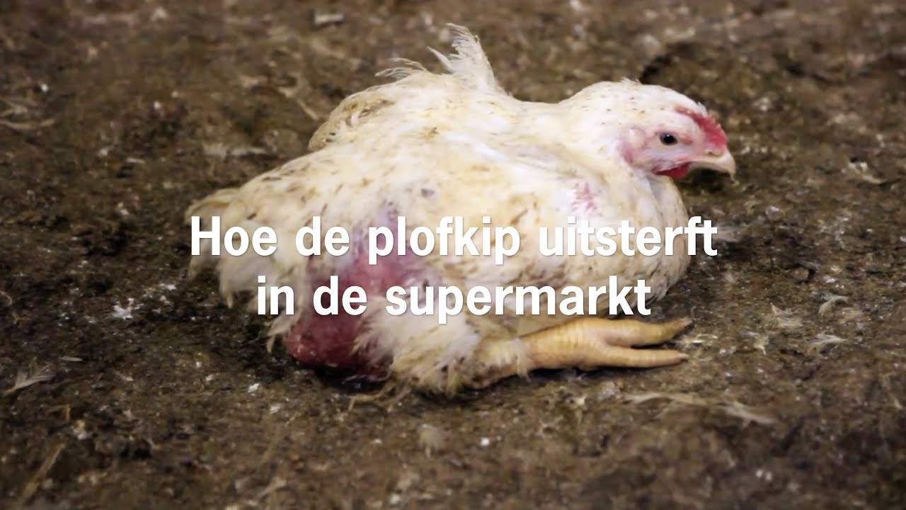 Hoe de plofkip uitsterft in de supermarkt