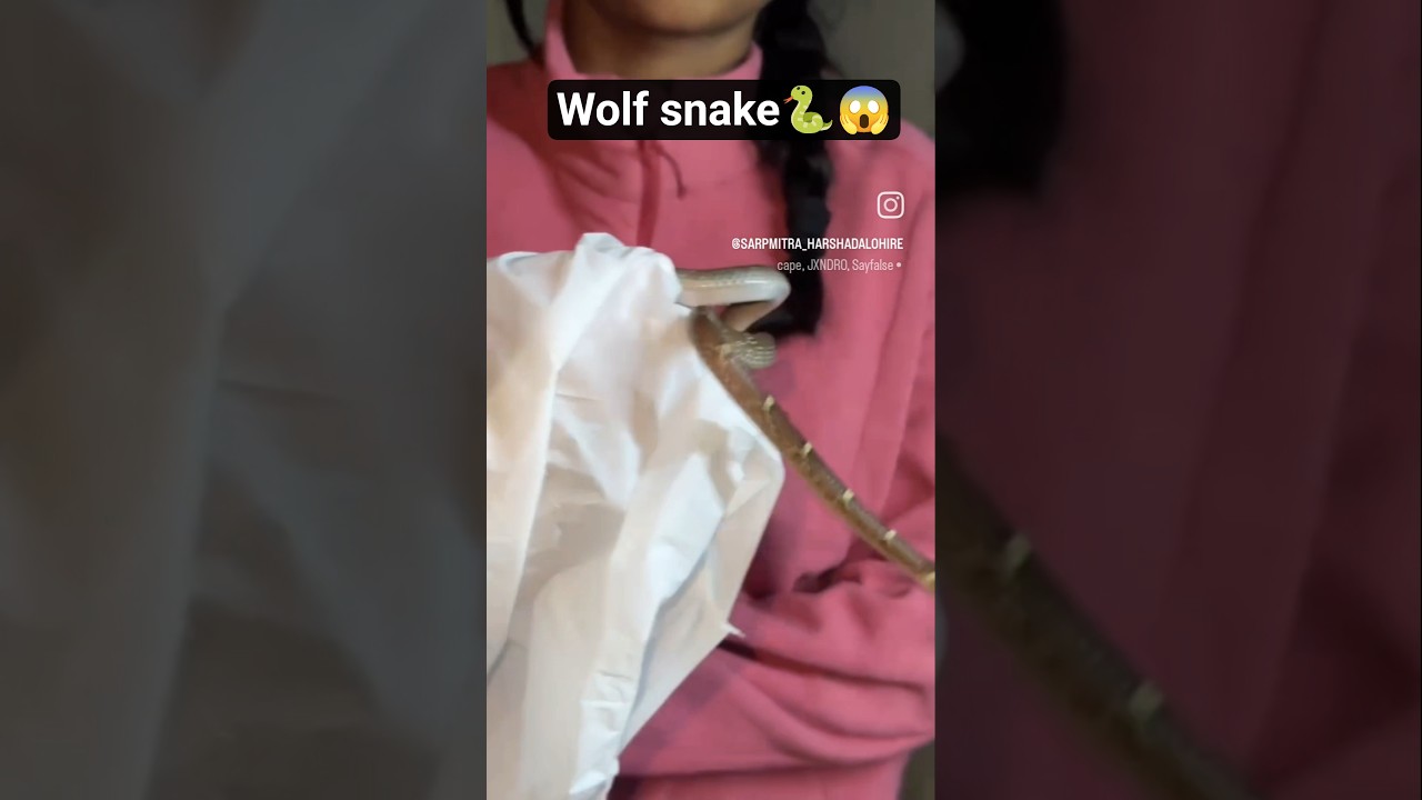 kya wolf snake ek non venomous snake hai??🐍😱 