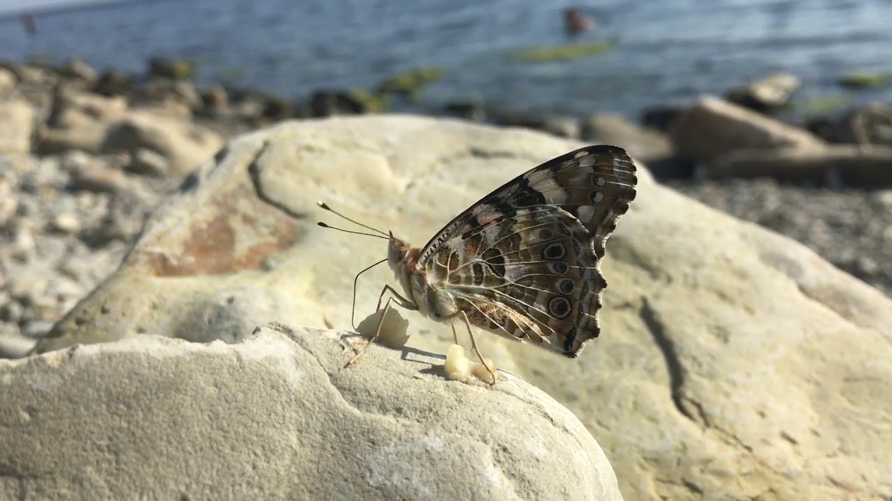 Кормим Бабочку бананом (Butterfly eats Banana)