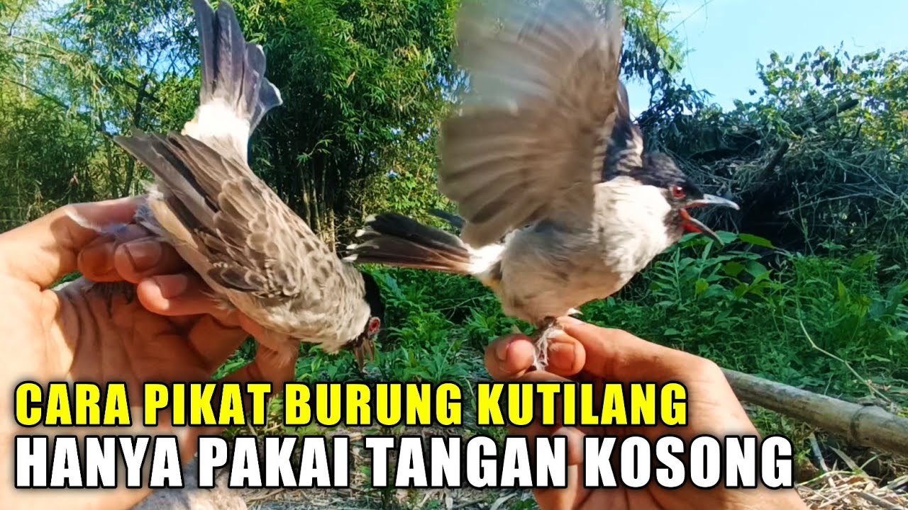 Cara Membuat Jebakan Burung Kutilang Sederhana - Tanpa Pakai Pikat Burung Kutilang