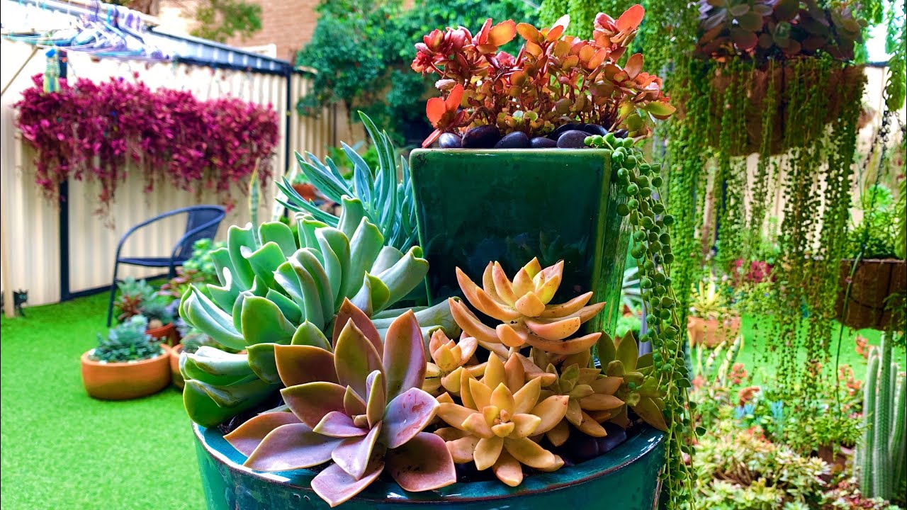 Succulent Arrangement I created last year!