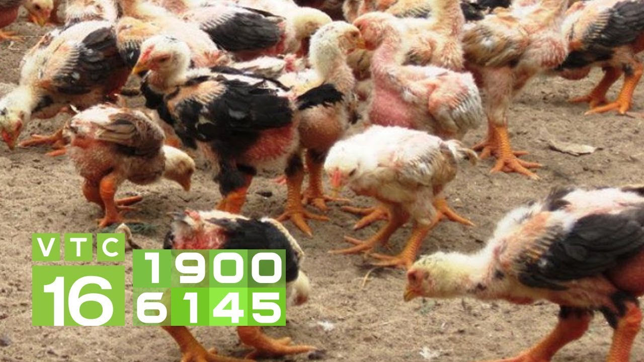 Cách chăm sóc đàn gà vào mùa đông lạnh | VTC16