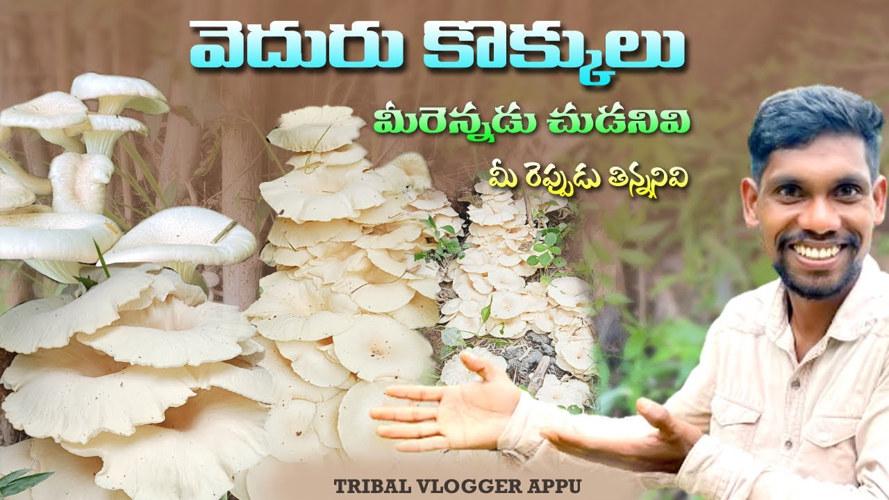 వెదురు కొక్కులు #bambomasrums  _tribal vlogger appu