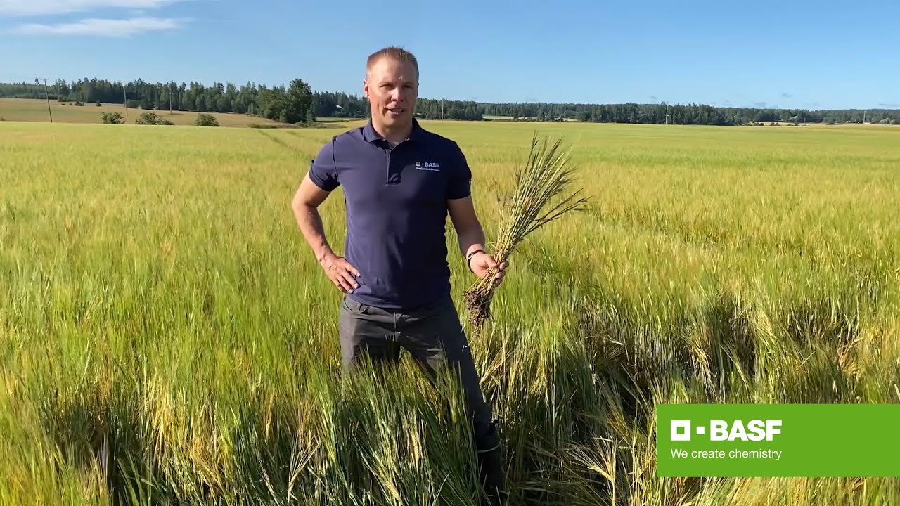 Tehoja viljelijädemon ääreltä – Balaya fungisidin tehoa ohralla