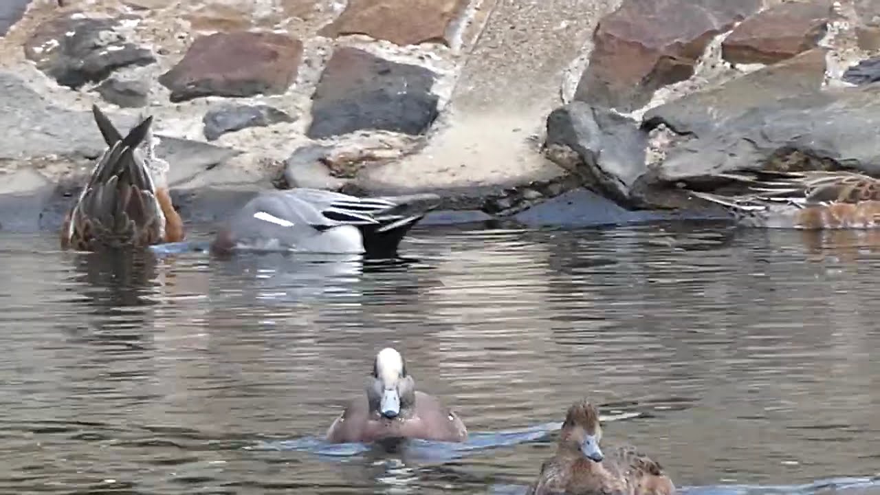 アメリカヒドリ？